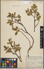 Foto von Salix hastata L.